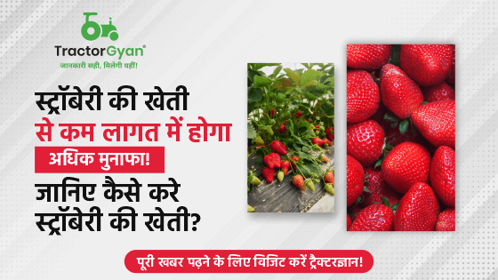 Strawberry Farming - जानिए कैसे और कब करें स्ट्रॉबेरी की खेती
