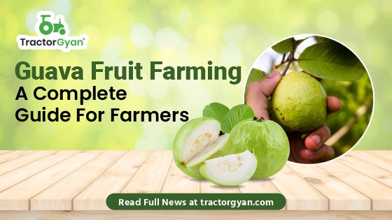 Guava Fruit Farming - A Complete Guide For Farmers image