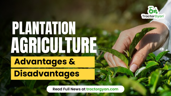 What is Plantation Agriculture? Advantages & Disadvantages