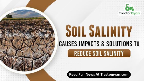 What is Soil Salinity? Know about its Impacts & Causes