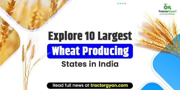 Explore 10 Largest Wheat Producing States in India image