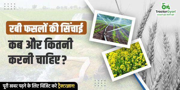 जानिए रबी फसलों की सिंचाई कब और कितनी करनी चाहिए? image