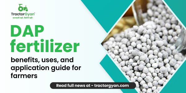 DAP fertilizer: Benefits, uses, and application guide for farmers image