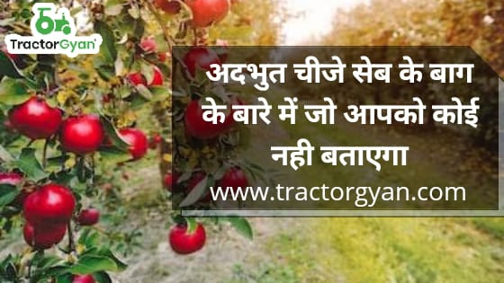 Amazing things that nobody tells you about Apple Orchards